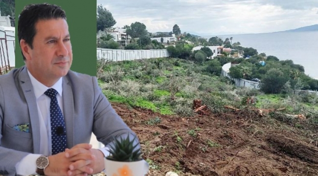 Bodrum'da hazine arazisi satıldı, 801 ağaç kesildi
