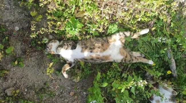 Bodrum'da 2 köpek ve 7 kedi zehirlenerek öldürüldü