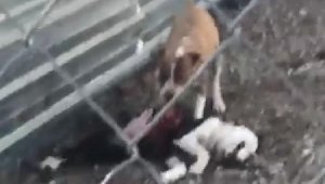 Dehşet! Bakım merkezinde köpekler açlıktan birbirini parçaladı