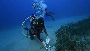 'Deniz çayırları' tehdit altında