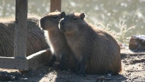 Doğal Yaşam Parkı'nın 24 sakininin yeni evi Antalya