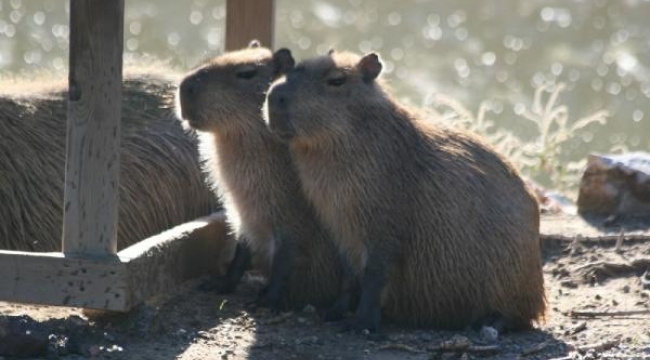 Doğal Yaşam Parkı'nın 24 sakininin yeni evi Antalya