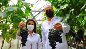 Ege'de yetişen 380 üzüm çeşidi kimlik kazandı