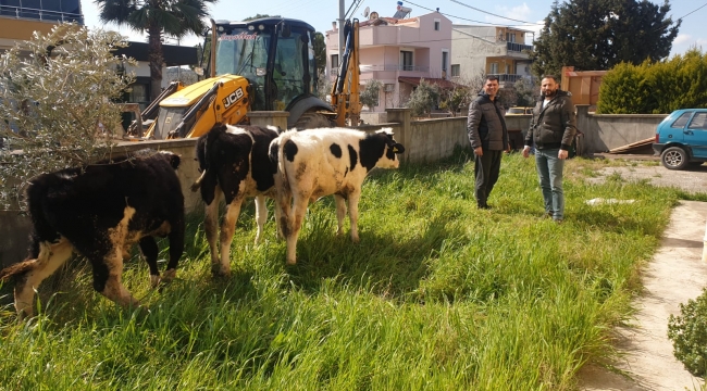 Büro amiri, kaybolan inekleri bulup kendi bahçesinde korumaya aldı