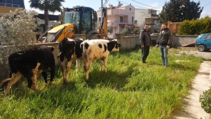 Büro amiri, kaybolan inekleri bulup kendi bahçesinde korumaya aldı