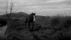 Gediz'deki yaban hayatı görüntülendi