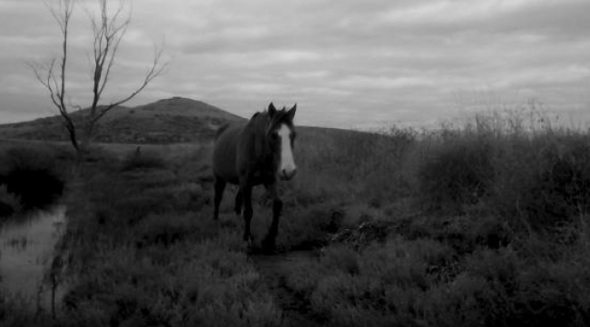 Gediz'deki yaban hayatı görüntülendi