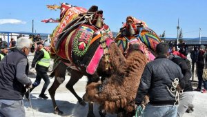 Geleneksel Mumcular Deve Güreşi, 100 devenin katılımıyla gerçekleşti