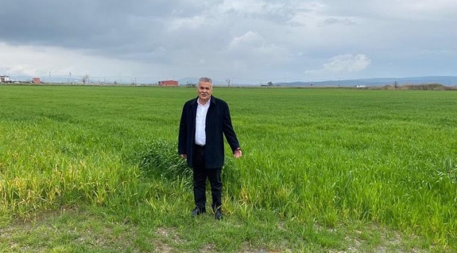 Torbalı Belediyesi buğday ekti, halka ücretsiz dağıtılacak