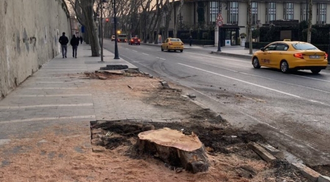 İBB, Beşiktaş'ta 112 çınar ağacını kesti