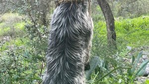 İple boğazından ağaca asılan köpek ölü bulundu