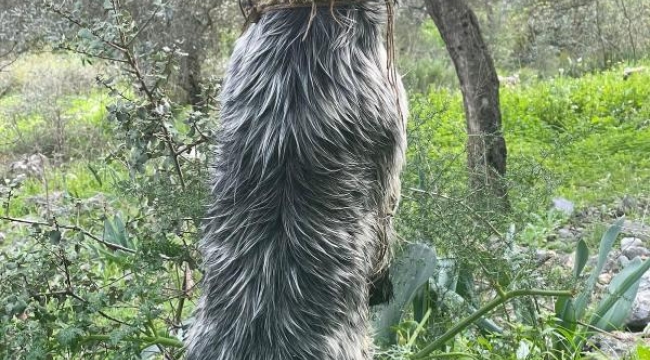 İple boğazından ağaca asılan köpek ölü bulundu
