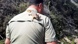 İş yerinde evde beslenmesi yasak 17 sincap ele geçirildi