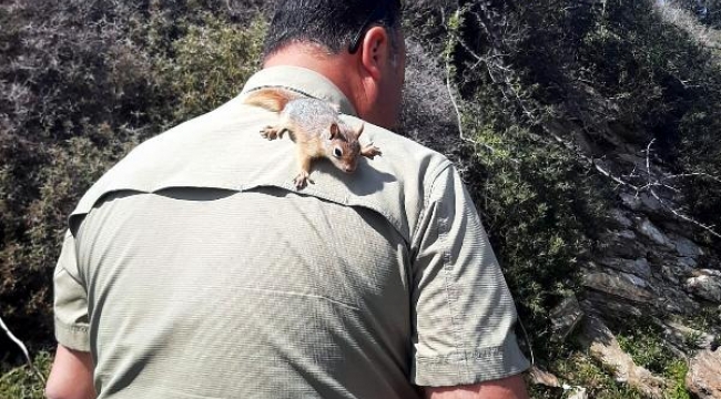 İş yerinde evde beslenmesi yasak 17 sincap ele geçirildi