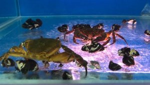 İstilacı zebra midyelerini, yengeçler yok edecek