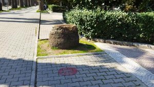 İzmir Kültürpark'taki 72 palmiye ağacı kesildi