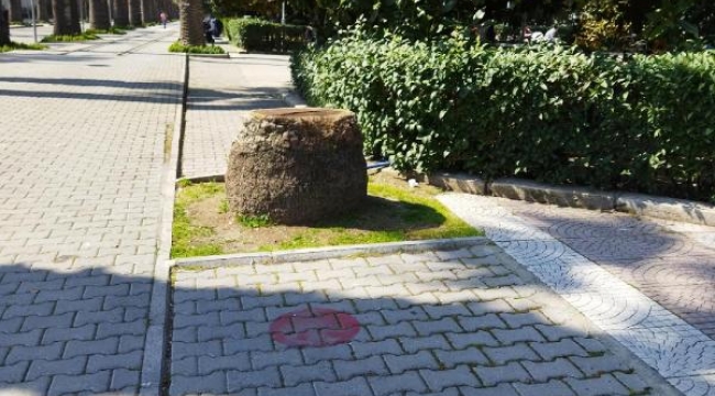 İzmir Kültürpark'taki 72 palmiye ağacı kesildi