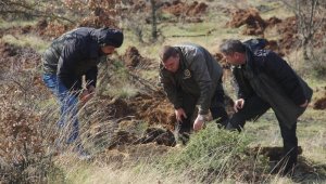 Kazdağları eteklerine trüf mantarı bahçesi