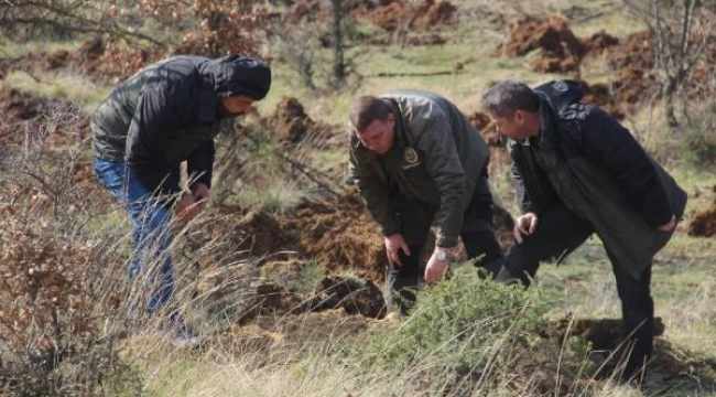 Kazdağları eteklerine trüf mantarı bahçesi