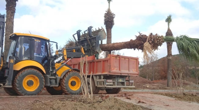 Kuşadası Belediyesi, 547 ağacı söküp başka parklara taşındı