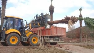 Kuşadası Belediyesi, 547 ağacı söküp başka parklara taşındı