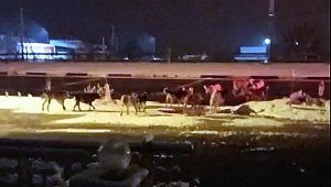 Muğla'da 2 mahalleye 40 sokak köpeği bırakıldı