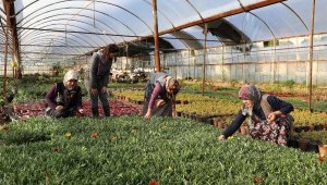 Muğla'da kadınlar, 3 serayı 30 seraya çıkardı