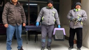 Soğukta doğum yapan kedi ve 4 yavrusu korumaya alındı