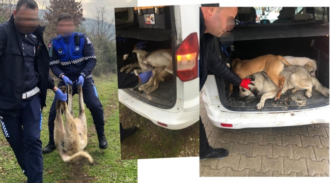 Sokak hayvanlarını ölüme terkeden belediye ekipleri görüntülerle suçüstü oldu
