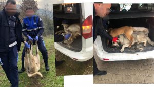 Sokak hayvanlarını ölüme terkeden belediye ekipleri görüntülerle suçüstü oldu