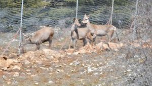 Spil Dağı Milli Parkı'nda 9 kızıl geyik doğaya salındı