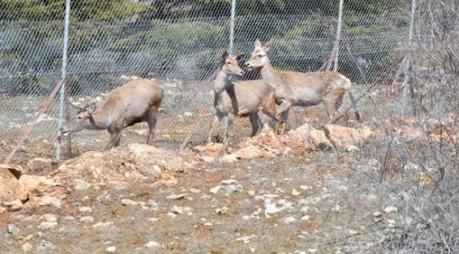 Spil Dağı Milli Parkı'nda 9 kızıl geyik doğaya salındı
