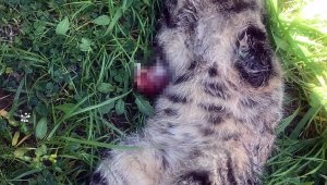 Turgutlu'da kedi katliamı devam ediyor!