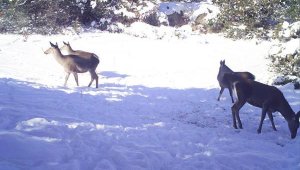 Yaban hayvanlarına yem bırakıldı, yedikleri anlar görüntülendi