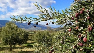 "Zeytin ağaçları kesilecek" iddiasına açıklama geldi