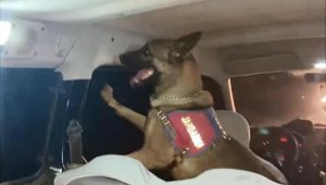 Araçtaki 60 gram metamfetamini 'Arya' buldu