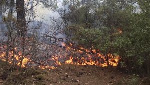 Aydın'da 10 dönüm ormanlık alan yandı