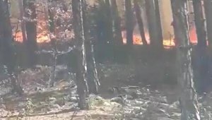 Balıkesir'de orman yangını