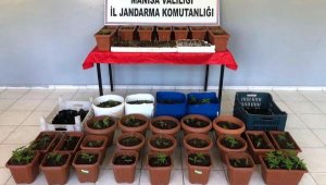 Balkonda Hint keneviri yetiştiren kişiye gözaltı