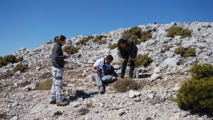 Bilim dünyası, endemik tür 'İzmir Soğanı'nı keşfetti