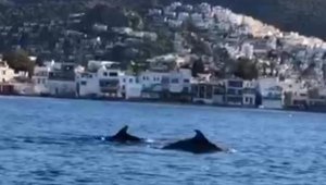Bodrum'da kanocular yunusları görüntüledi