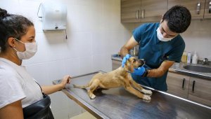 Buca'da 3 yılda 28 bin 375 can dostuna kucak açıldı