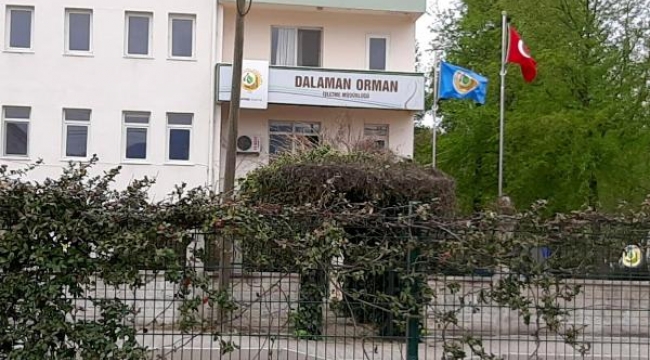 Büyük orman vurgunuyla ilgili müfettiş görevlendirildi