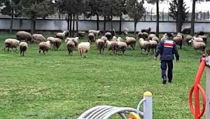 Çalınan koyunları kuzularıyla jandarma buluşturdu