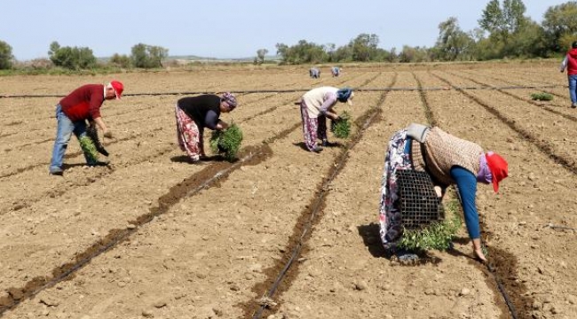 Çanakkale domatesinin fideleri toprakla buluştu