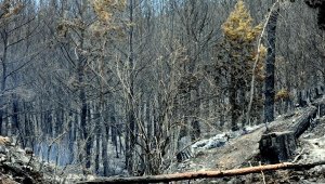 Dalaman'da orman vurgunu! Kesip satmışlar