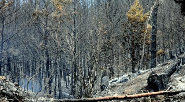 Dalaman'da orman vurgunu! Kesip satmışlar