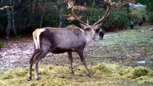 Denizli'de yaban hayatı fotokapanla görüntülendi