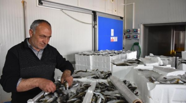Ege'de ağlar balıkla doldu, fiyatlar ucuzladı