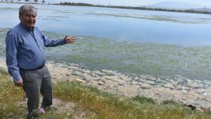 İşte kirliliğin kanıtı! Deniz marulu ortaya çıktı